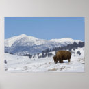 Search for american bison posters Travel