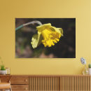 Search for yellow daffodil canvas prints Floral