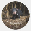 Search for tasmanian devil stickers Australia