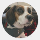 Recherche de beagles autocollants Chien