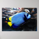 Recherche de empereurs posters Nature