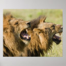 Search for roaring lion posters Anger