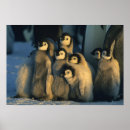 Recherche de poussin pingouin posters Faune