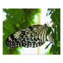 Search for butterfly tree posters Garden