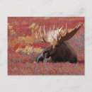 Search for denali alaska postcards Bull