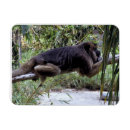 Recherche de monkey le magnets Singe