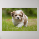 Search for puppy posters Pets