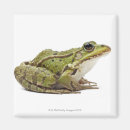 Recherche de grenouille magnets Amphibie