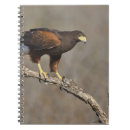 Recherche de faucon de harris Faune