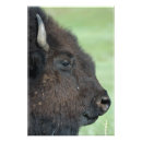 Search for wildlife photography posters Bison