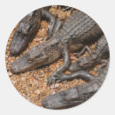 Search for florida wildlife stickers Reptile