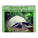 Search for galapagos calendars Iguana