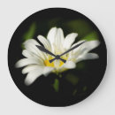 Search for daisies clocks Bloom