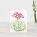 Search for primula cards Pink