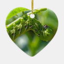 Search for caterpillar ornaments Bug