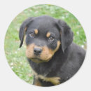 Search for rottweiler puppy stickers Dog