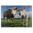 Recherche de agneaux planches à découper Mouton