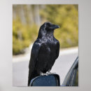 Recherche de le corbeau art Oiseau