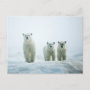 Recherche de ours bébé cartes postales Ourson