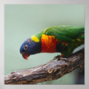 Search for lorikeets posters Colourful