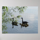 Recherche de oie posters Lac