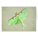 Search for luna moth postcards Bug