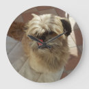 Search for shih tzu posters Home