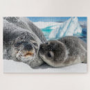 Search for arctic puzzles Wildlife