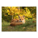 Search for cute fox posters Autumn