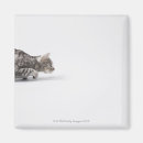 Recherche de rampements magnets Animaux