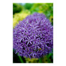Recherche de allium posters Fleur