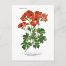 Search for pelargonium Floral