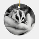 Search for sugar glider ornaments Australian