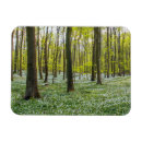 Search for beeches magnets Nature