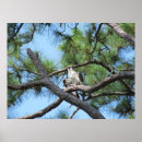 Recherche de aigle posters Balbuzard