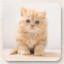 Search for longhair barware Kitten