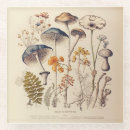 Recherche de champignons dessous de verres Vintage