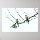 Search for birds bees posters Nature