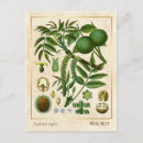 Search for medicinal plants postcards Vintage