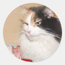 Search for calico cats stickers Kitty