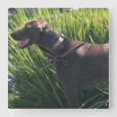 Search for shorthair clocks Dogs