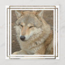 Search for wolves invitations Wildlife