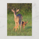 Recherche de habitat cartes postales Bois