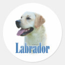 Recherche de labrador retriever noir autocollants Vacances