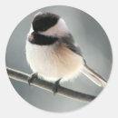 Recherche de petit oiseau photographie Noir