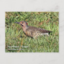 Search for flicker postcards Wildlife
