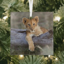 Search for lion ornaments Cute