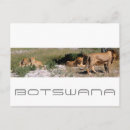 Recherche de kalahari cartes postales Afrique