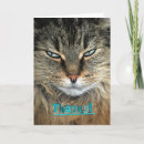 Search for maine coon cards Feline