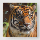 Recherche de tiger horloges Tigre